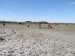 P2162650.jpg